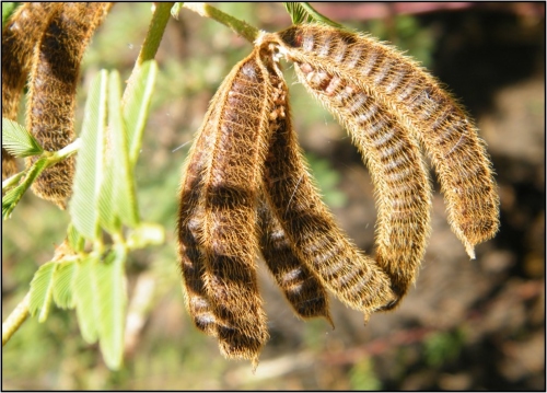 mimosa pigra seed pods